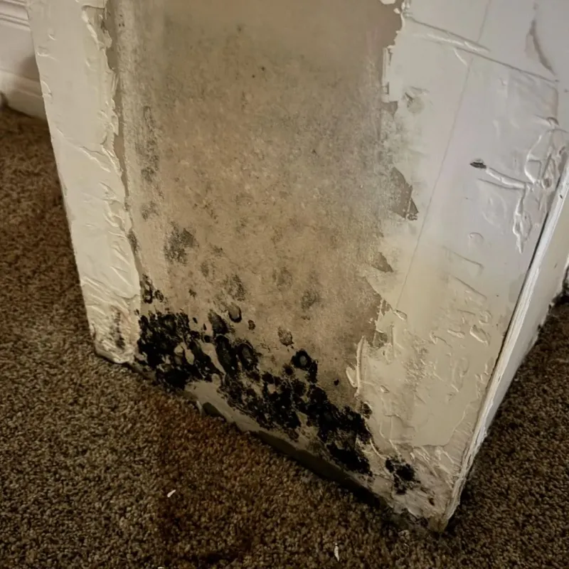 Professional Mold Removal in Cowarts, AL